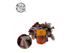 Tradescantia zebrina purpusii