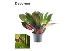 Codiaeum variegatum mrs iceton kopstek decorum