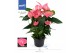 Anthurium andr. maine 