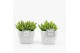 Hylocereus undatus in vierkant stone pot 