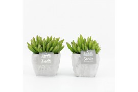 Hylocereus undatus in vierkant stone pot