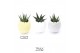 Arrangementen succulenten TRULY Succulent, Egg - mini 4 pp 