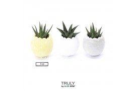 Arrangementen succulenten TRULY Succulent, Egg - mini 4 pp
