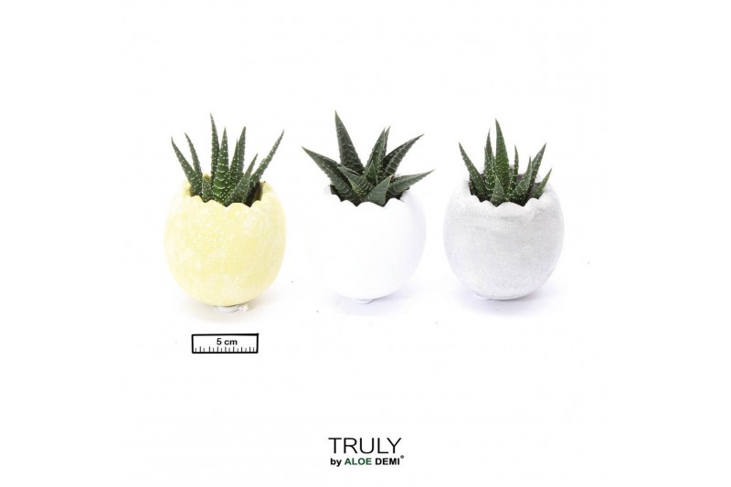 Arrangementen succulenten TRULY Succulent, Egg - mini 4 pp 