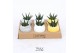 Arrangementen succulenten TRULY Succulent, Egg - mini 4 pp 
