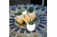 Arrangementen succulenten TRULY Succulent, Egg - mini 4 pp 