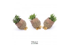 Arrangementen succulenten TRULY Crassula, Pine cone (Ice Age) 1 pp