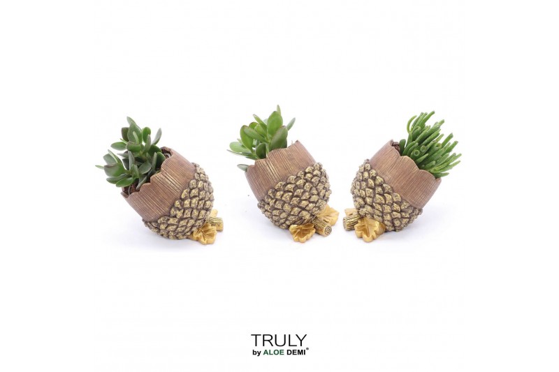 Arrangementen succulenten TRULY Crassula, Pine cone (Ice Age) 1 pp 