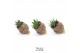 Arrangementen succulenten TRULY Haworthia Gasteria, Pine cone (Ice Age 