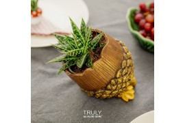 Arrangementen succulenten TRULY succulent, Pine cone (Ice Age) 1 pp
