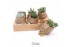 Arrangementen succulenten TRULY succulent, Pine cone (Ice Age) 1 pp 