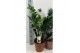 Zamioculcas zamiifolia 6+ veren 
