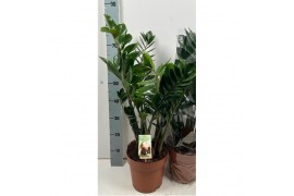 Zamioculcas zamiifolia 6+ veren
