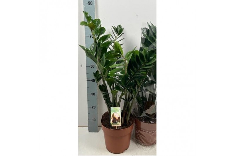Zamioculcas zamiifolia 6+ veren 