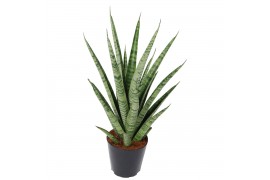 Sanseveria trifasciata pineapple