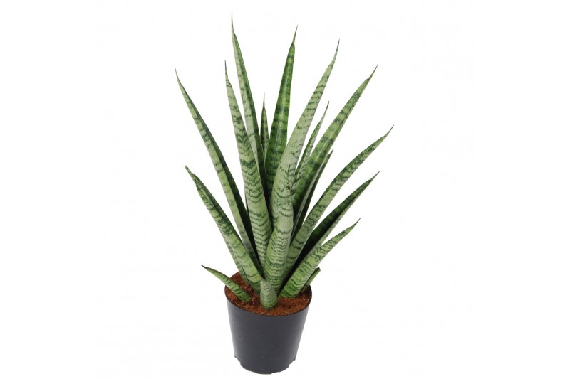 Sanseveria trifasciata pineapple 