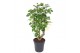 Polycias scutellaria balfourii 