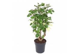Polycias scutellaria balfourii