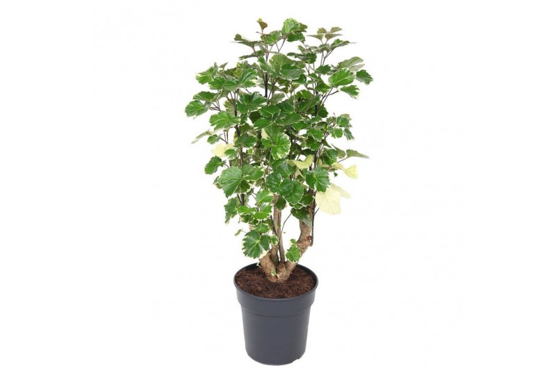 Polycias scutellaria balfourii 