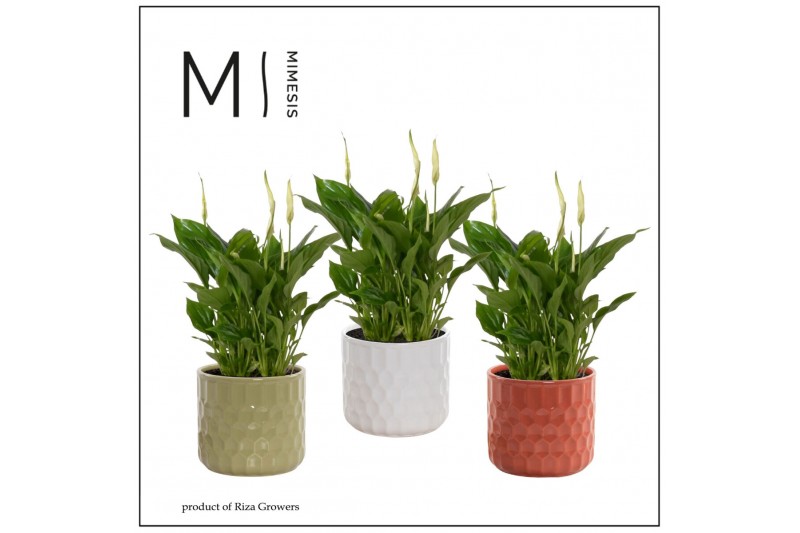 Spathiphyllum chopin 3+ bloem - Katie keramiek, Nature love Spathiphyllum chopin 3+ bloem - Katie keramiek, Nature love