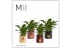 Spathiphyllum chopin 3+ bloem - Manon keramiek, Rich love 