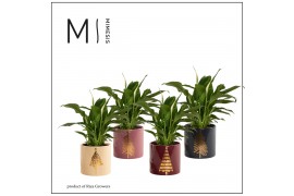 Spathiphyllum chopin 3+ bloem - Manon keramiek, Rich love
