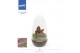 Arrangementen orchidee Jewel Orchid - KARMA Ruby | Ludisia | Terrarium 