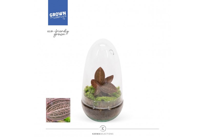 Arrangementen orchidee Jewel Orchid - KARMA Ruby | Ludisia | Terrarium 