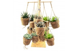 Succulenten mix Kokopot 16 Display 60 cm Succulent mix