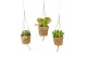 Succulenten mix Kokopot 16 Display 60 cm Succulent mix 