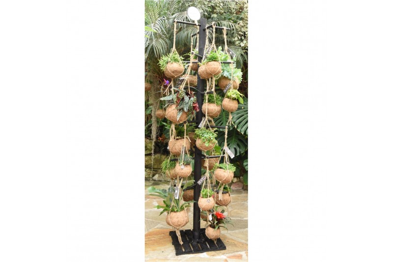 Hangplanten mix Kokodama Black Tree INCLUDING 48 best selling Kokodama 