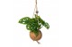 Monstera obliqua monkey mask Kokodama 17 cm Monstera Adansonii Monkey  
