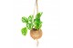 Monstera obliqua monkey mask Kokodama 17 cm Monstera Adansonii Monkey  