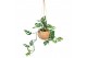 Monstera obliqua monkey mask Kokodama 17 cm Monstera Adansonii Monkey  
