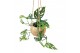Monstera obliqua monkey mask Kokodama 17 cm Monstera Adansonii Monkey  