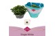 Kalanchoe asteria white single white in box 