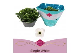 Kalanchoe asteria white single white in box