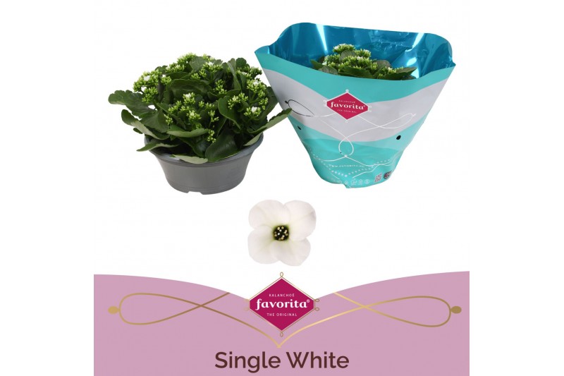 Kalanchoe asteria white single white in box 