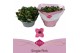 Kalanchoe bella rosa pink single pink in box 
