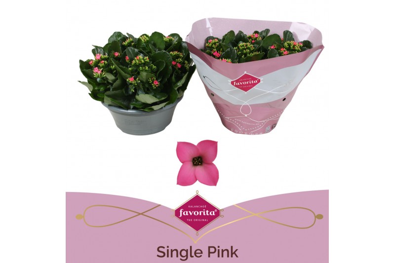 Kalanchoe bella rosa pink single pink in box 