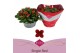 Kalanchoe lipstick single red in box 