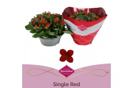 Kalanchoe lipstick single red in box