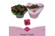 Kalanchoe thalia single purple in box 
