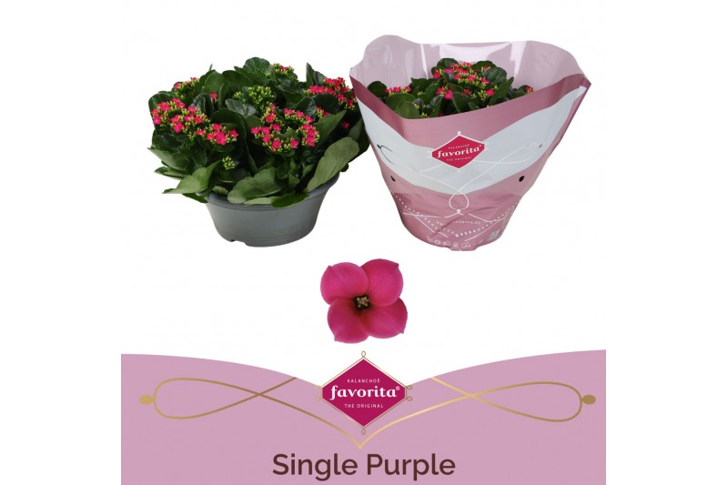 Kalanchoe thalia single purple in box 