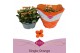 Kalanchoe acheron single orange in box 