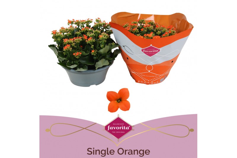 Kalanchoe acheron single orange in box 