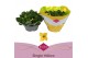 Kalanchoe coto single yellow in box 