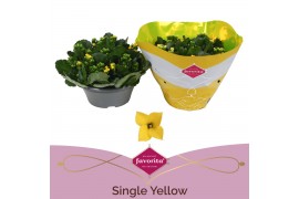 Kalanchoe coto single yellow in box