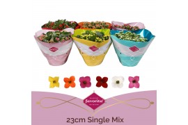 Kalanchoe mix single mix in box
