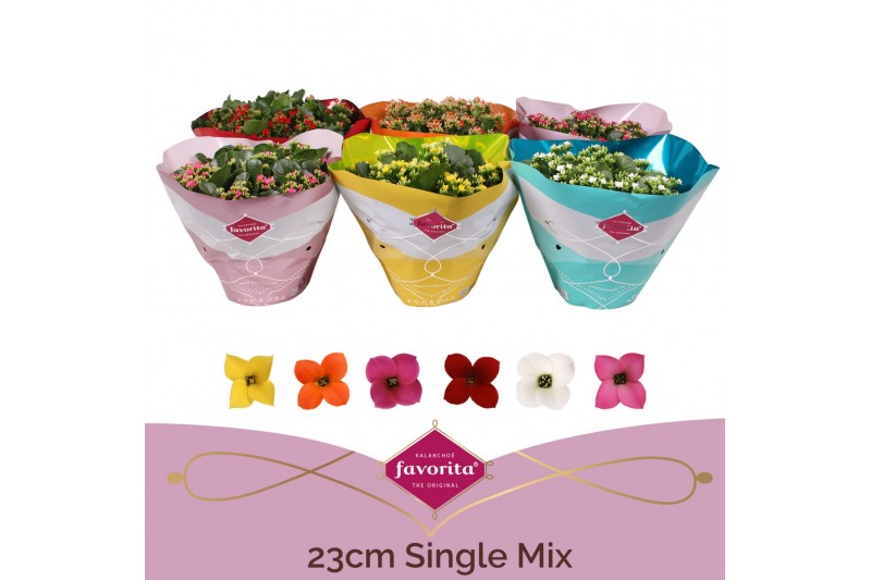 Kalanchoe mix single mix in box 